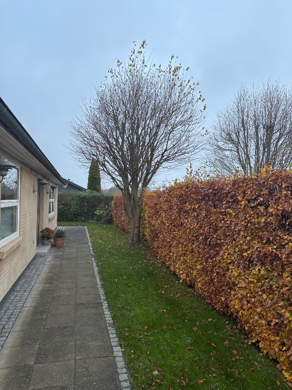 Træfældning og rodfræsning