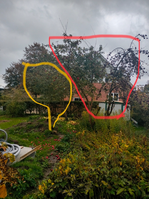 Beskær æble træer og ryd haveaffald