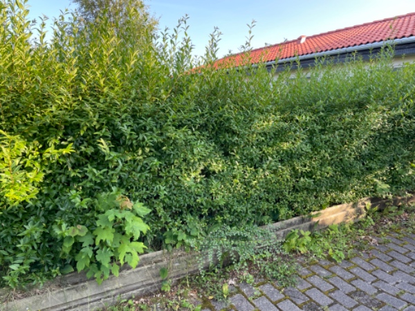 Hækklipning og mere