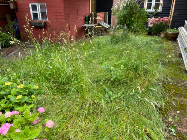 Klipning af højt græs i have