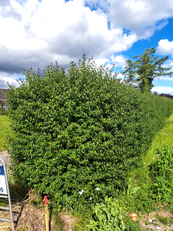 Hækklipning og bortskaffelse