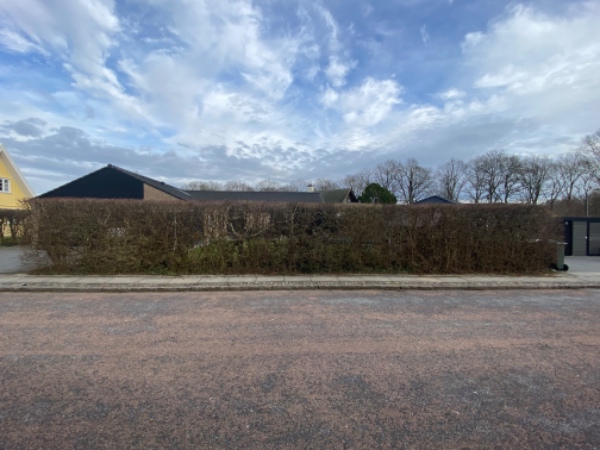 Beskåret hæk… den skal være lavere og tyndere