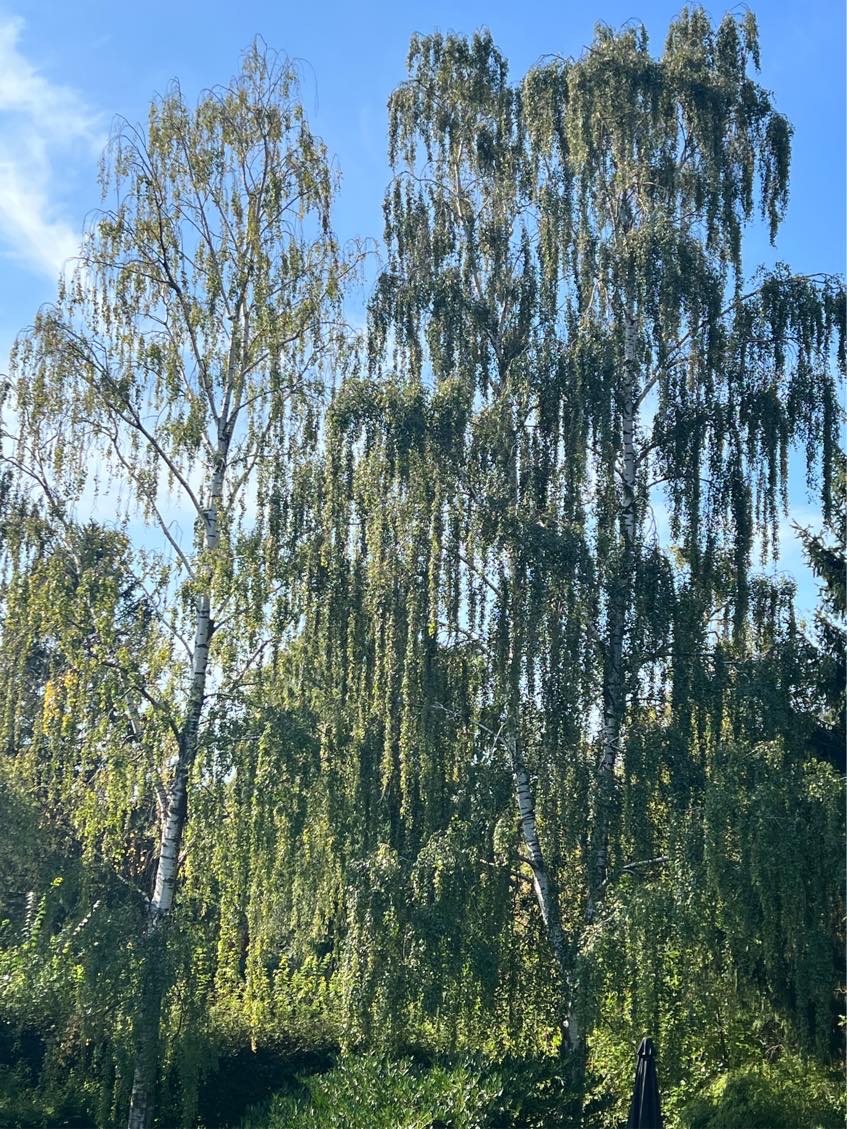 Fældning af 3 Birketræer