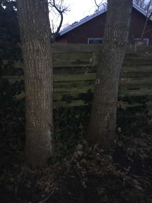 fælde to gamle egetræer