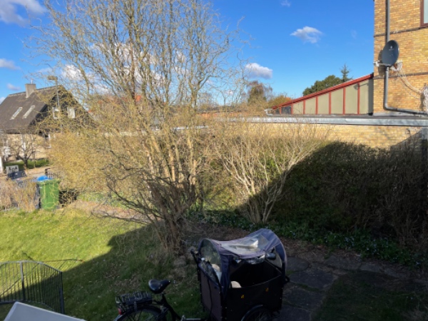 Hækklipning i maj/juni