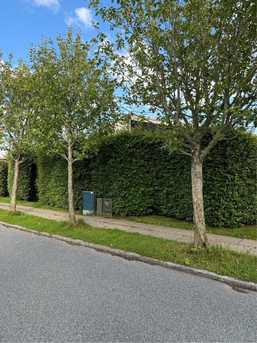 Klipning og beskæring af hæk