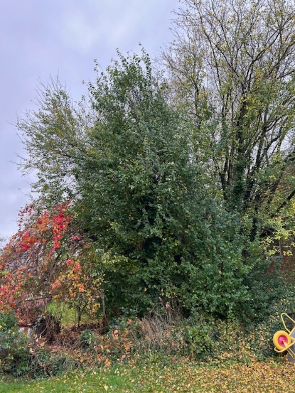 Beskæring af en række træer