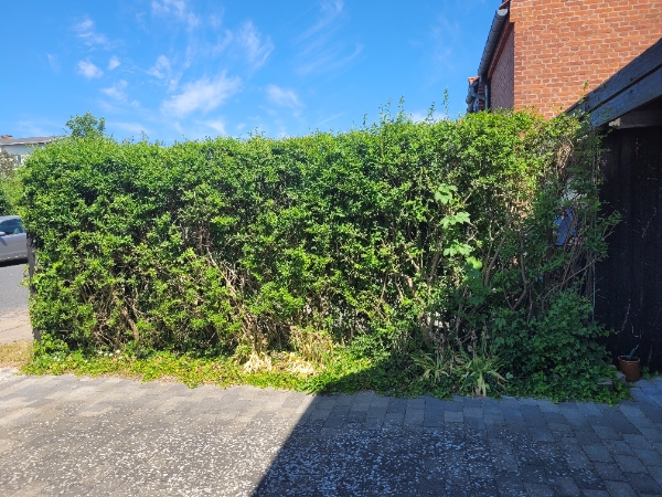 Hækklipning 19m, side og top