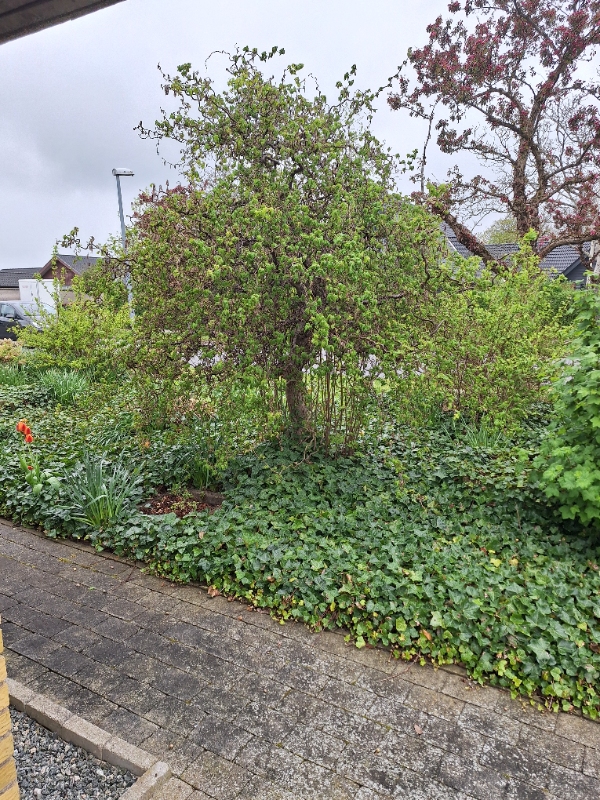 Beskæring og havearbejde