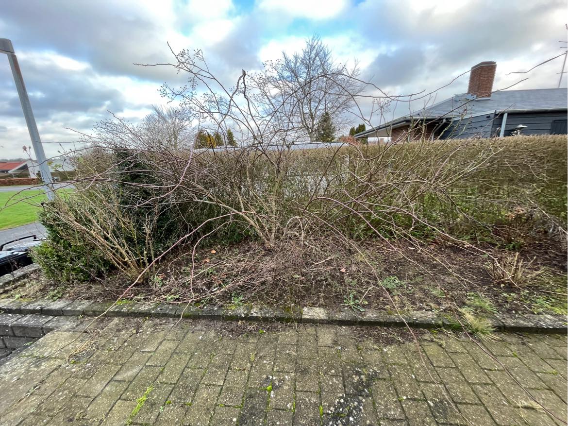 Beskæring af træer og buske