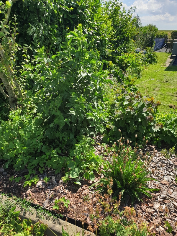 Fjernelse af stauder og stubbe