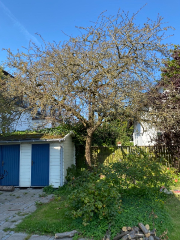 Udgravning af buske og træfalding