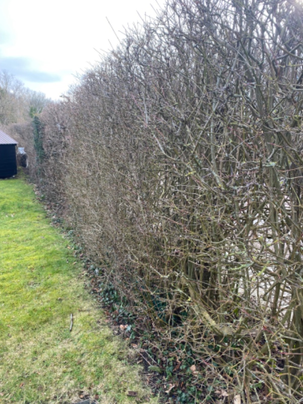 Beskåret hæk… den skal være lavere og tyndere