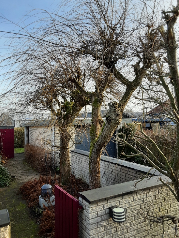 Topskæring af stammeforgreninger på 2 hængepiler.