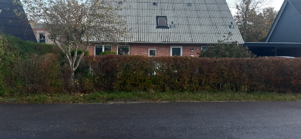 plante nye hækplanter