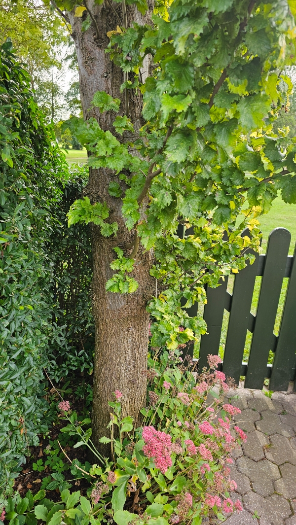 Fældning og bortkørsel af 7m træ