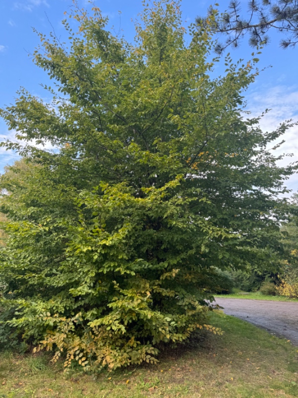 Fældning af buske og små træer