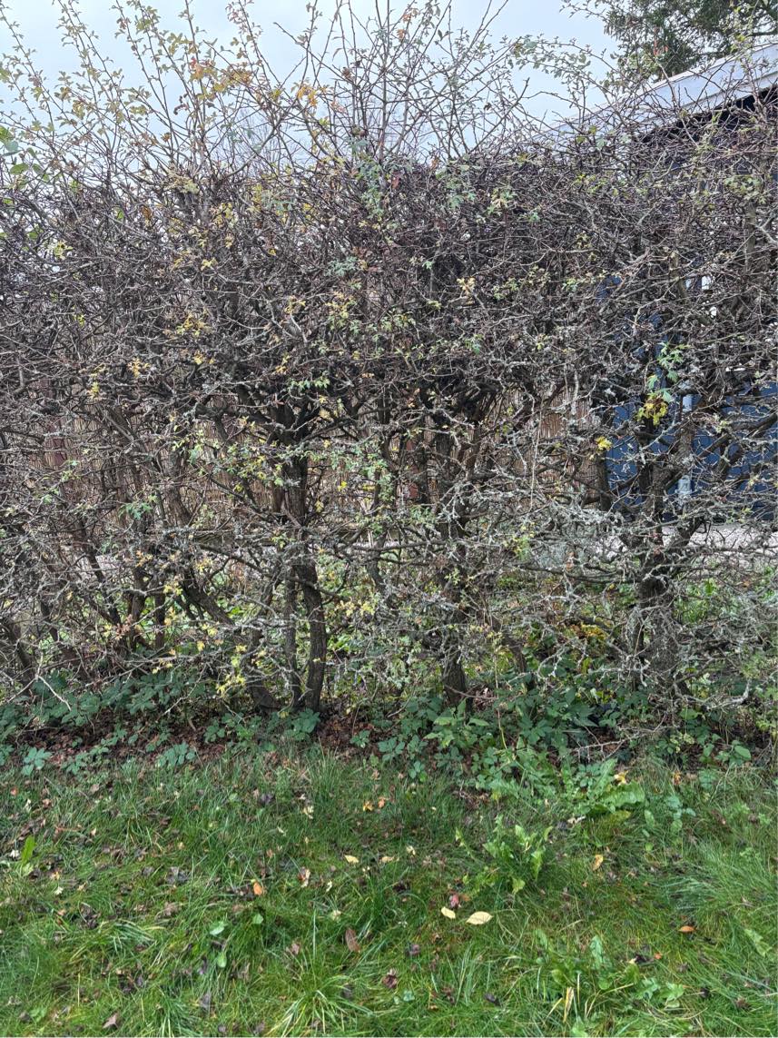 Klippe hæk (cirka 50 meter) og fjerne ukrudt på 2 stier omkring kilonihavehus