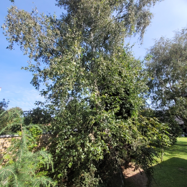Beskæring/fældning af træer