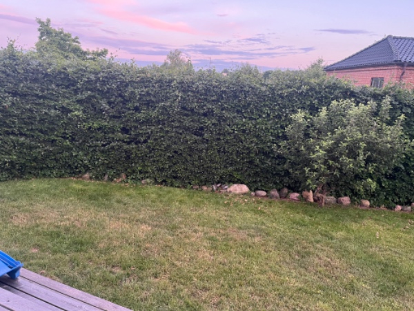 Beskæring af bøgehæk