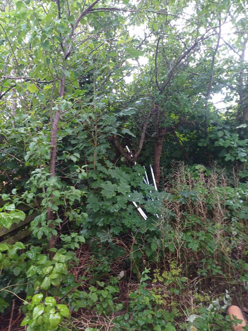 Haveaarbejde. Fældning af træer, rydning af buske mm et areal på 100m2. Bortkørsel af træer, buske.