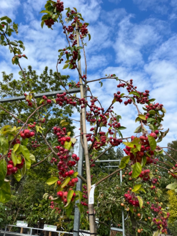 Luget ukrudt langs hegn