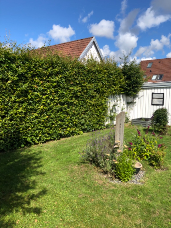 Hækkeklip af bøg. Ca 50 meter hæk. Højde på hæk er mellem 1,9-2,2