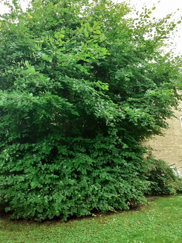 Nedskære bøgehæk og bortskaffelse