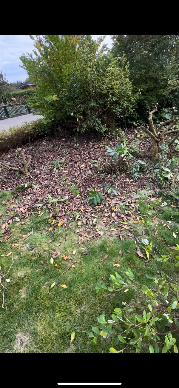 Køre træerne til revas