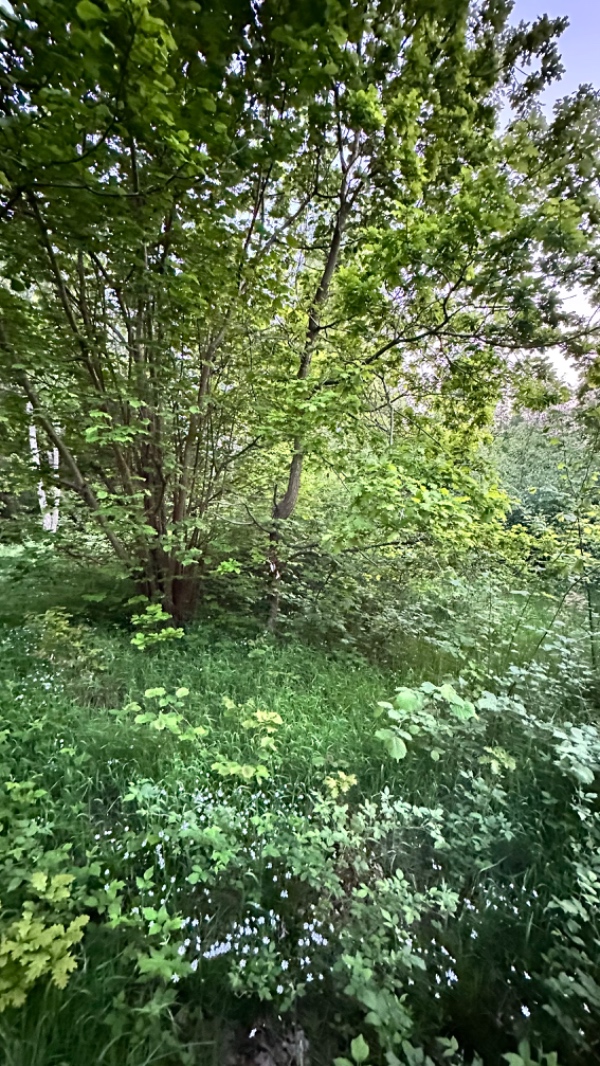 Fældning af 6 træer samt kløvning