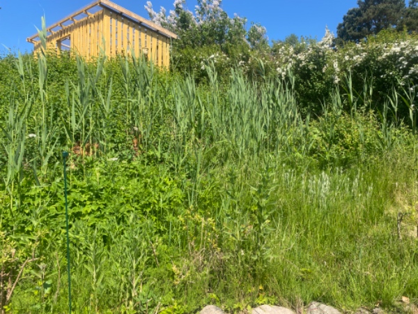 Fjernelse af ukrudt hurtigt