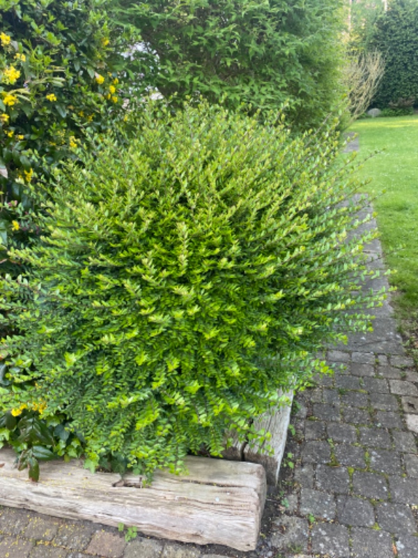 Hække- og buskbeskæring