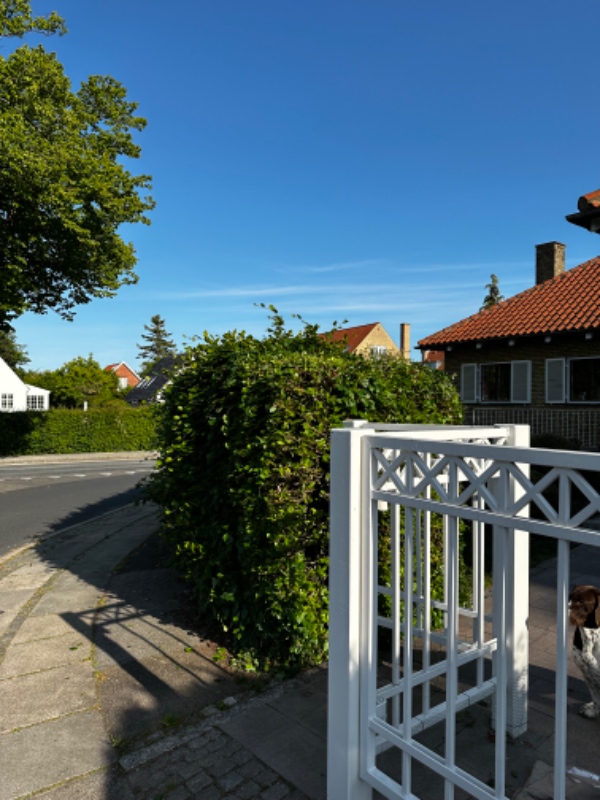 Beskæring af stor hæk