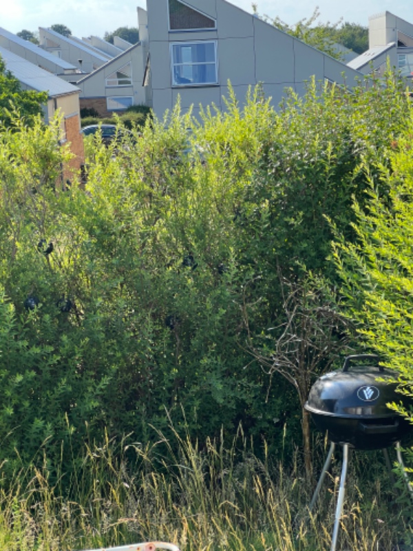 Have og ukrudt arbejde