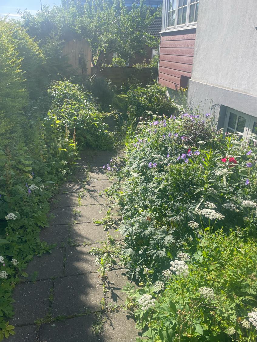 Klippe hæk og luge ukrudt