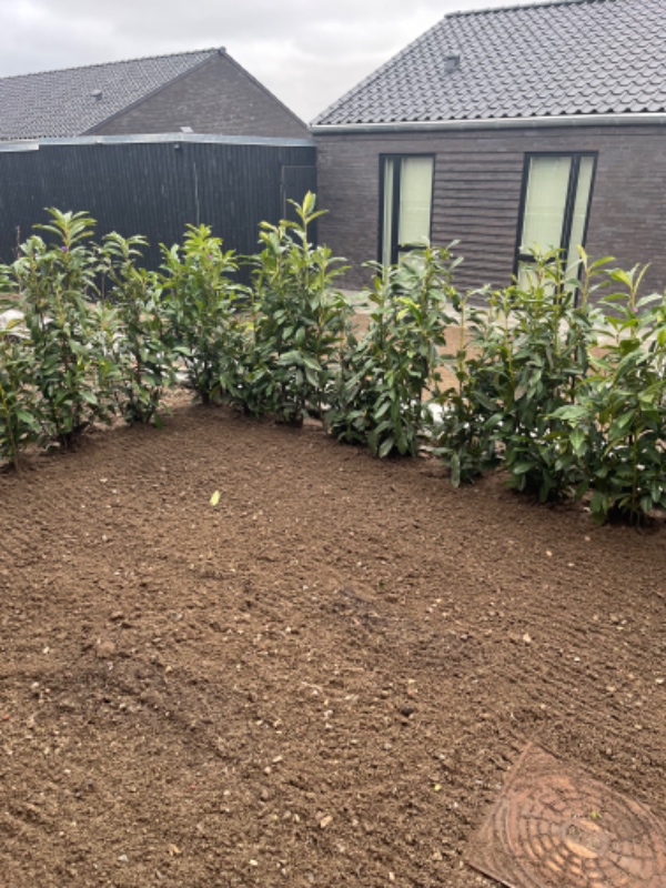 Levering og udlægning af rullegræs