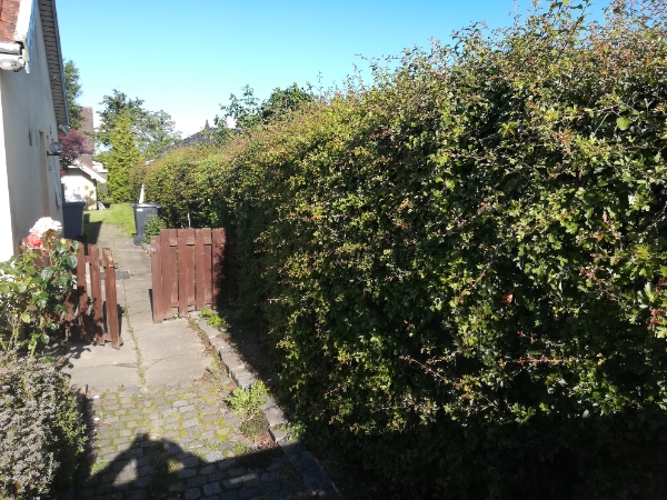 Beskæring af tjørnehæk på højde.