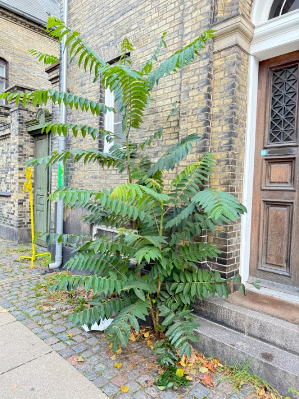 Nedskæring af planter/træ