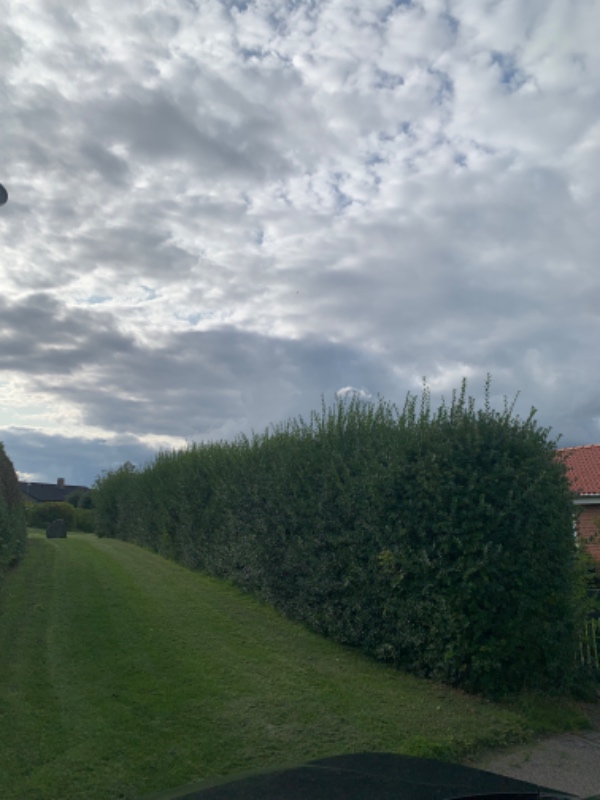 Hækkeklip+beskæring af æbletræ