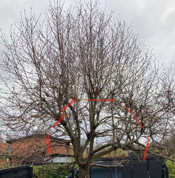 Top beskæring af Magnolia