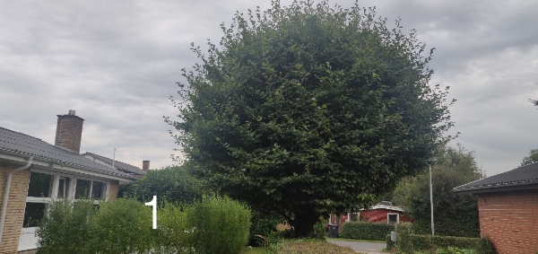 Træfældning og beskæring