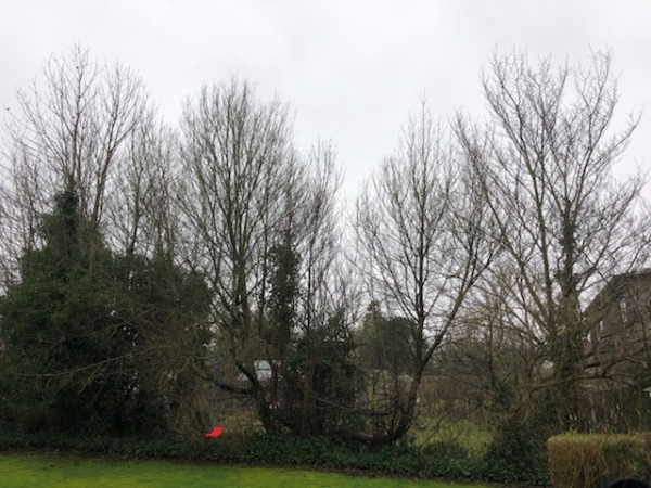 Fjernelse og beskæring af vegetation