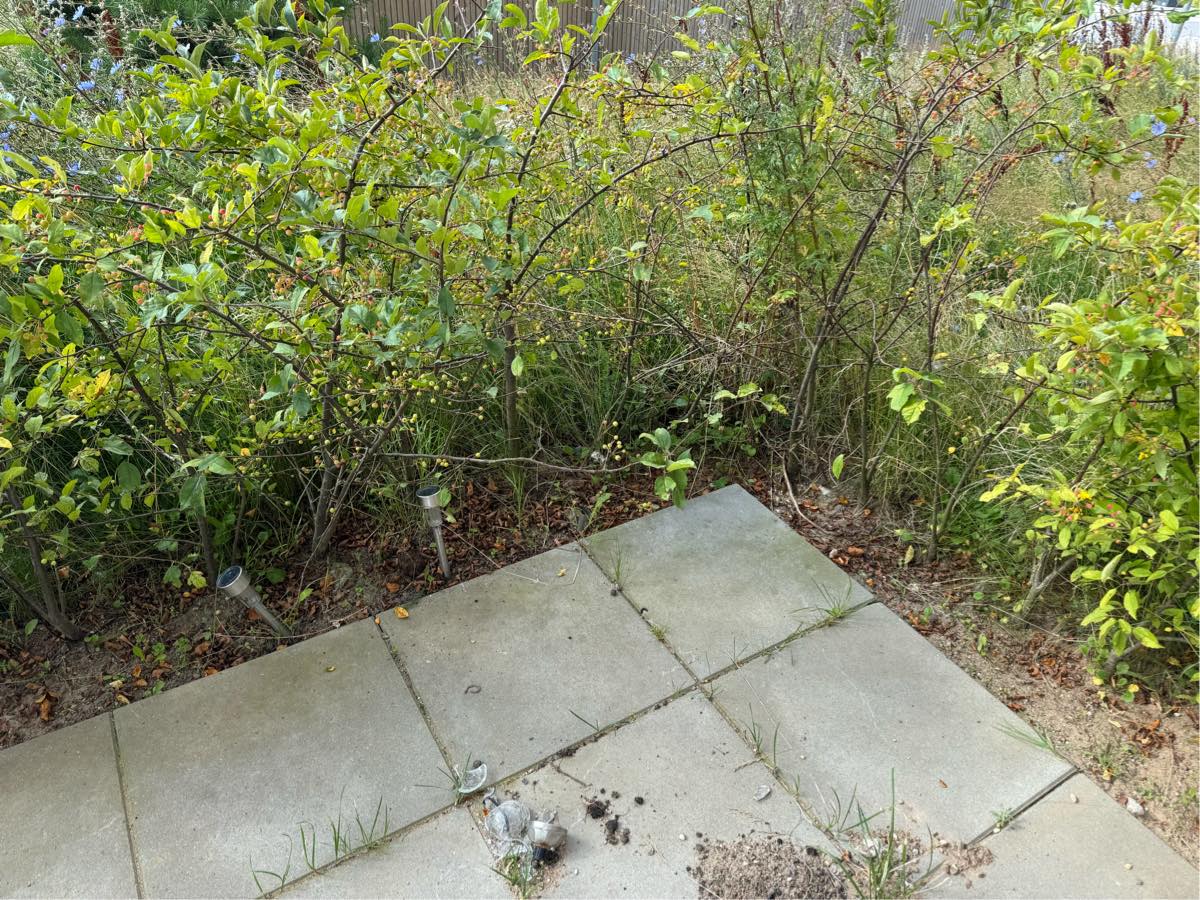 Fjernelse af ukrudt på terrasse