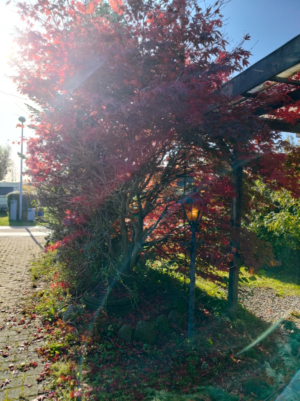 Have: Beskæring, nedrivning