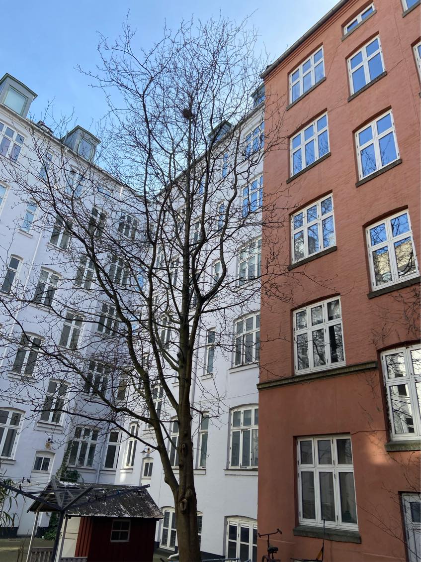 Beskåret et rønnebærtræ og affaldet taget med