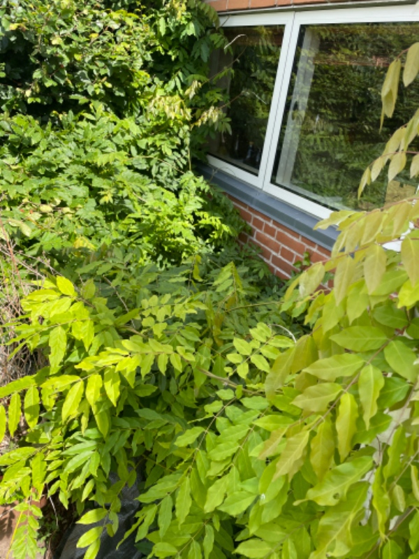 Havearbejde og bortførsel af affald