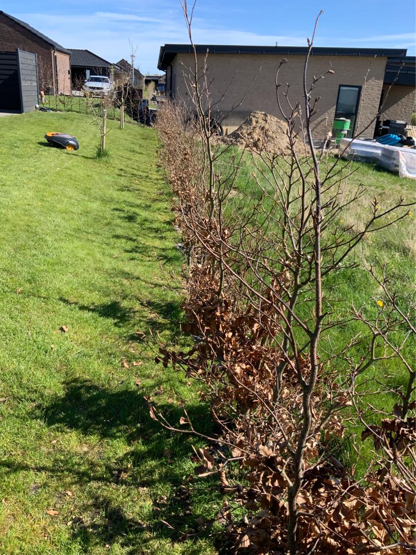 Lugning af 38 meter hæk