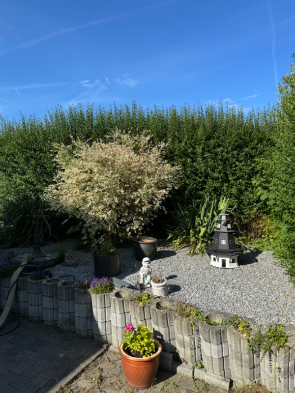 Klipning af 15 m kraftig hæk