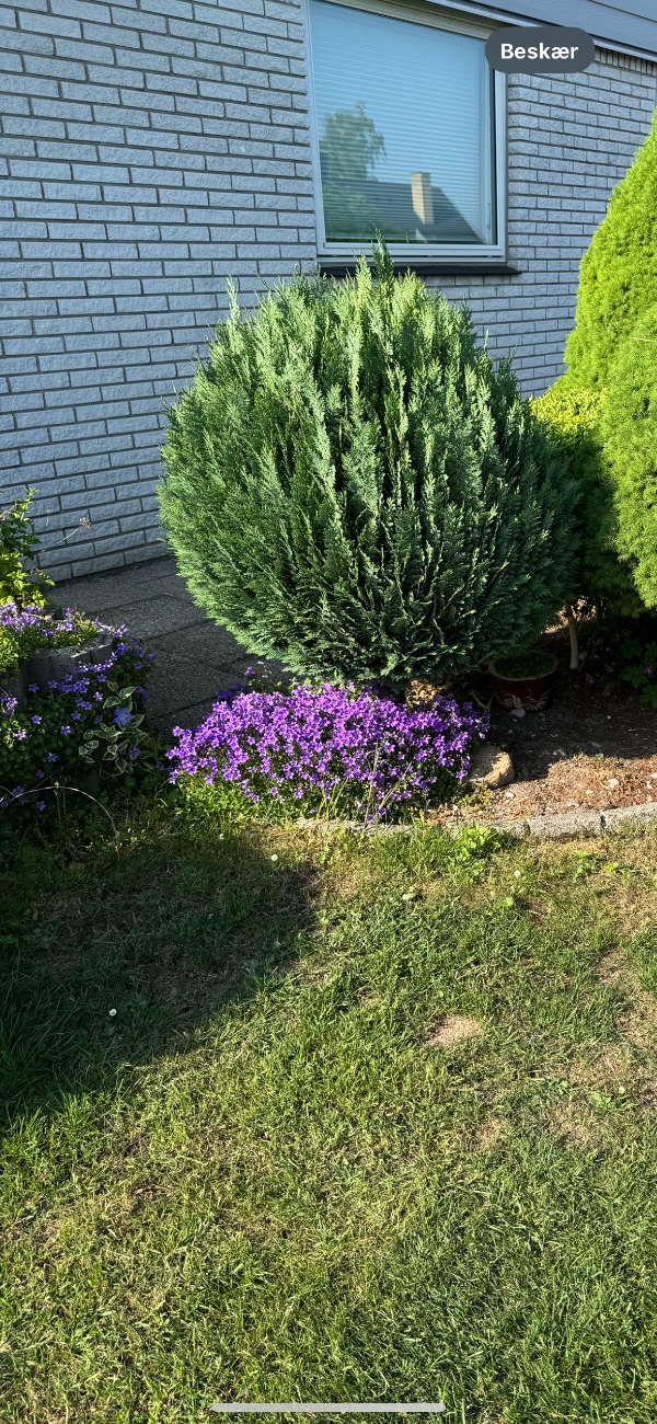 Udgravning til trampolin og træer