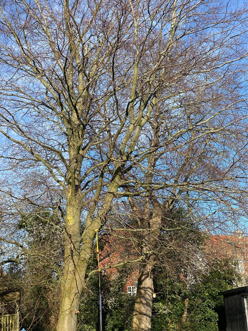 beskæring af bøgetræ